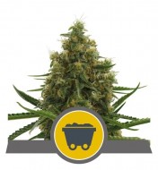 Shining Silver Haze Regular