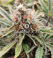 Giant Bud XXL