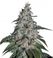 Strawberry Banana Fast