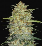 Original Auto OG Kush