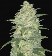 Original Auto White Widow