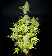Auto Wedding Cake