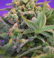 Sweet Cheese Fast Version