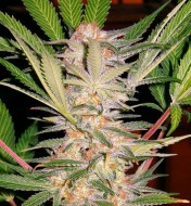 S.A.D. Sweet Afghani Delicious S1