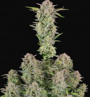 Bruce Banner Auto