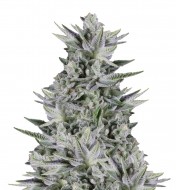 Girl Scouts Cookie Auto