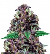 Purple Kush