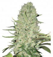 White Widow Original 