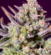 Sweet Zenzation XL Auto