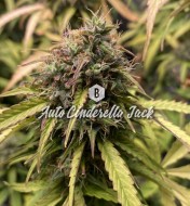 Auto Cinderella Jack