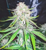 Auto Gorilla Cookies