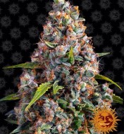 Strawberry Cheesecake Auto