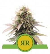 Royal Runtz Auto
