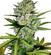 Super Skunk Automatic