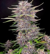 Banana Purple Punch Auto