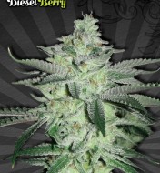 Diesel Berry Auto