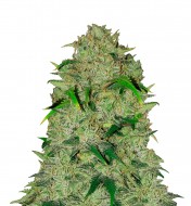 Lemon Super Haze Auto