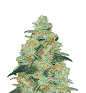 Creamy Mandarins Auto