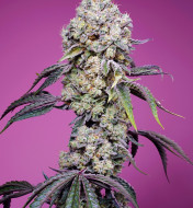 Sweet Mandarine Zkittlez F1 Fast Version