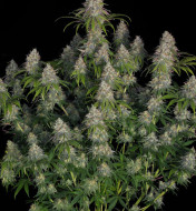 Auto Gorilla Blue F1