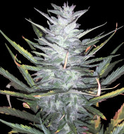 Purple Mimosa XL Auto