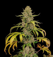 White Afghan