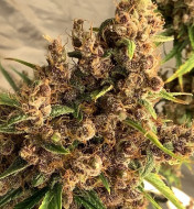 Purple Pakistani Haze