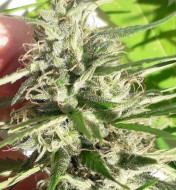 New Caledonia Regular