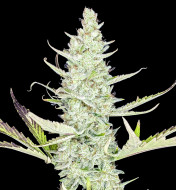 Diesel Auto