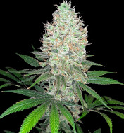 Zkittelz Auto (Zkitzz Auto)