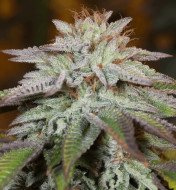 L.A. Vanilla Cake Auto