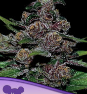 Auto Blackberry Moonrocks