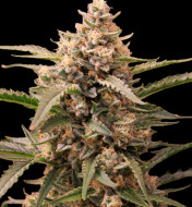 Mimosa Zkittlez Auto - Ganja Farmer Seeds