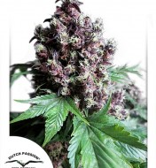 Frisian Duck WYPRZEDAŻ