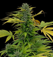 Lemon Peach CBD Auto