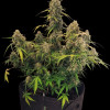 AK 2.0 XL Auto