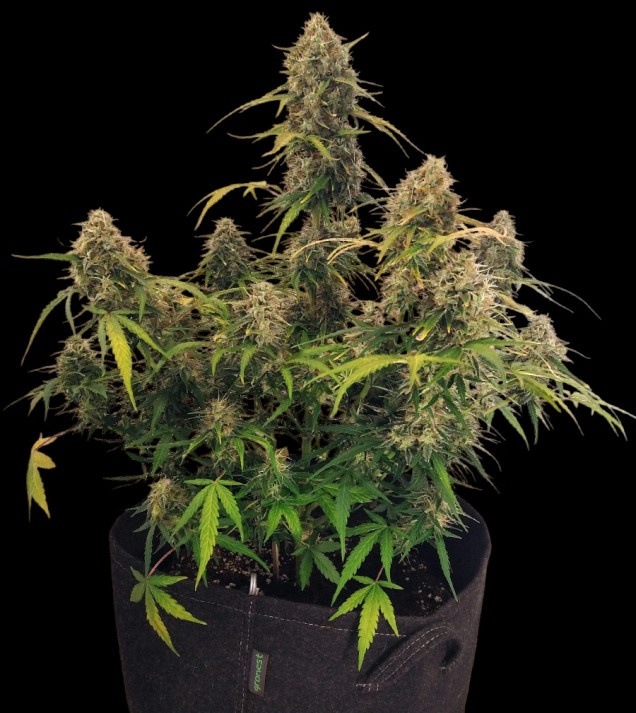 AK 2.0 XL Auto