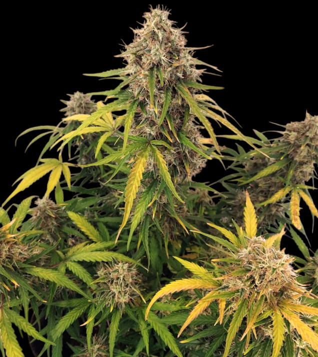 AK 2.0 XL Auto
