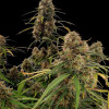 AK 2.0 XL Auto