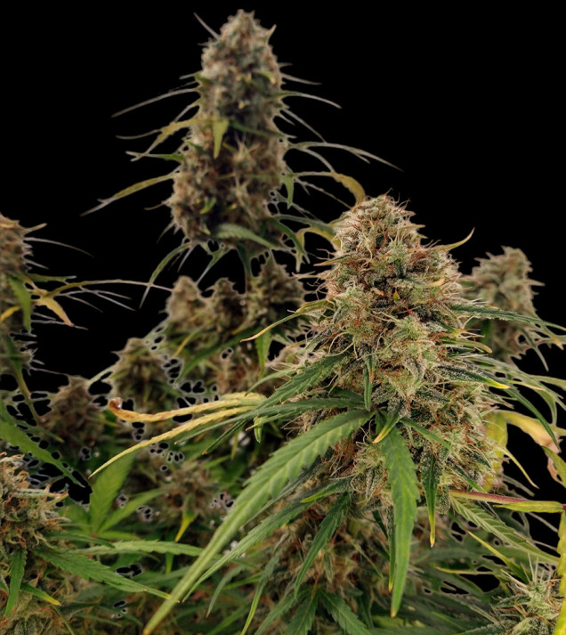 AK 2.0 XL Auto