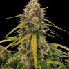 AK 2.0 XL Auto