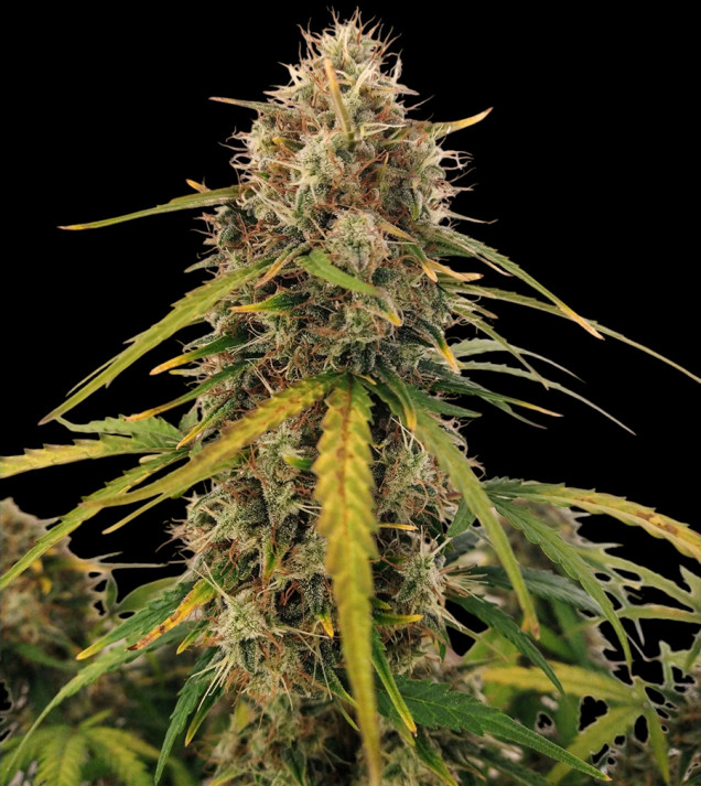AK 2.0 XL Auto
