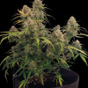 AK 2.0 XL Auto