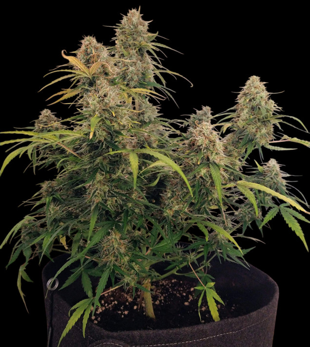 AK 2.0 XL Auto