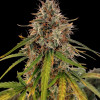 AK 2.0 XL Auto