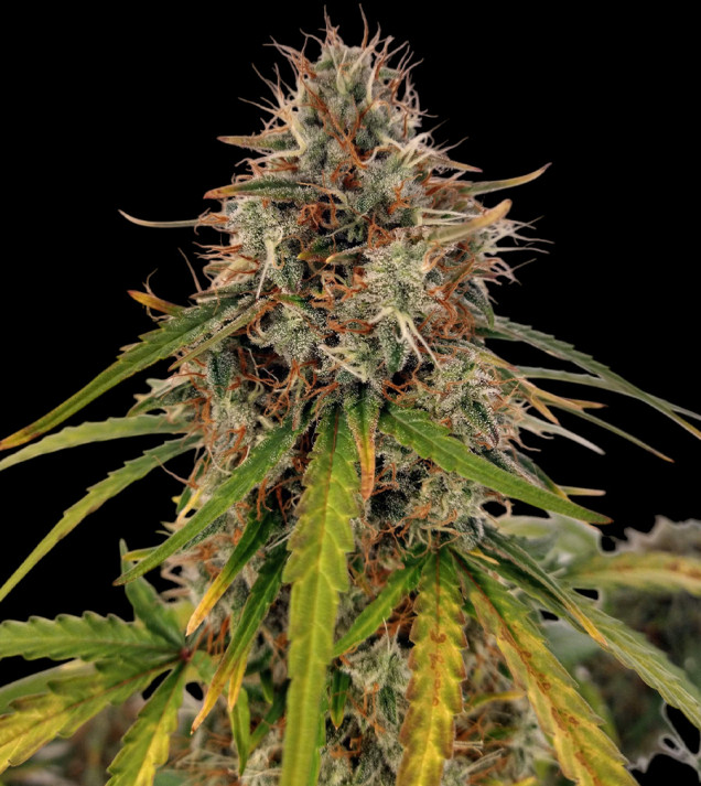 AK 2.0 XL Auto