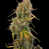 AK 2.0 XL Auto
