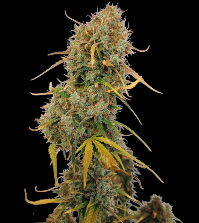 AK 2.0 XL Auto