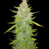 AK 2.0 XL Auto