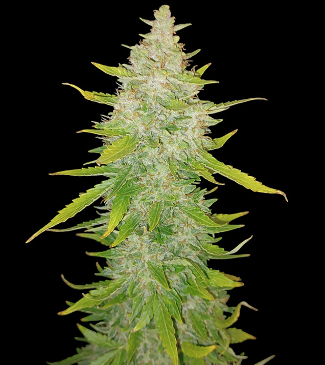 AK 2.0 XL Auto